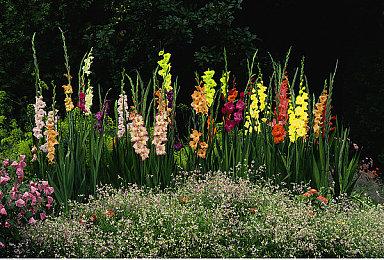 恐怖游戏《ILL》Steam页面上线 支持简体中文